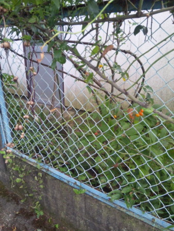 f:id:ylean:20100814153000j:image